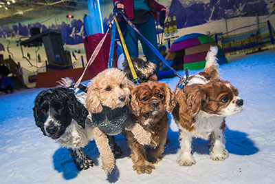 Chill Factore dog visit